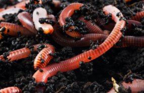 Kaliforniya Solucanı Gübresi