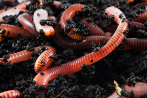 Kaliforniya Solucanı Gübresi