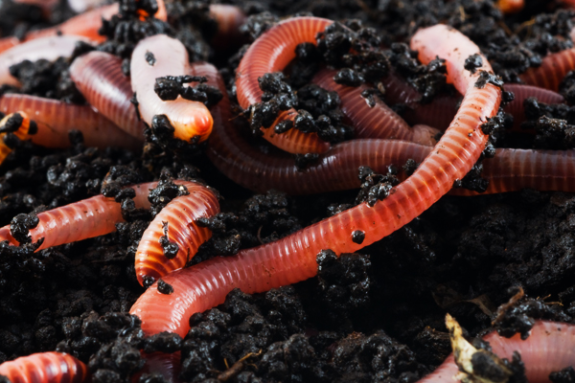 Kaliforniya Solucanı Gübresi