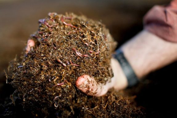 Organik Solucan Gübresi nası üretilir