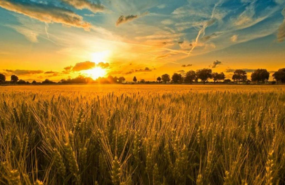 Solucan Gübresinin Kullanımı