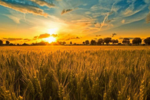 Solucan Gübresinin Kullanımı