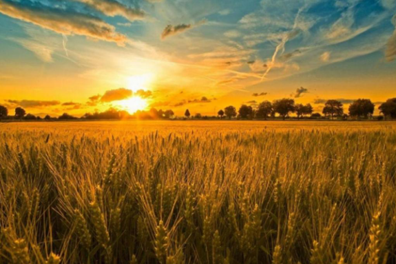 Solucan Gübresinin Kullanımı