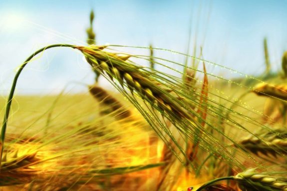 Solucan Gübre ve tarım